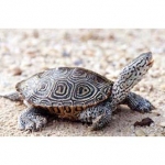 Diamondback Terrapin. Photos by Willem M. Roosenburg, Ph.D., Ohio University