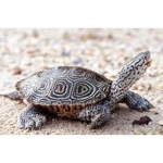 Diamondback Terrapin. Photos by Willem M. Roosenburg, Ph.D., Ohio University